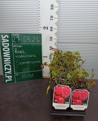 Róża rabatowa Sommersonne łososiowa balot