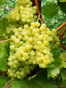 Winorośl winogrona Solaris (C2)