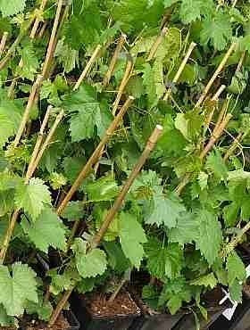 Winorośl winogrono Ruswen