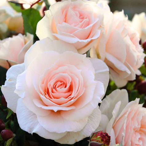 Róża rabatowa Sweet Blondie morelowo-kremowa