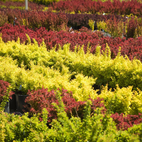 Berberys Zwyczajny Na Żywopłot Plant Pack