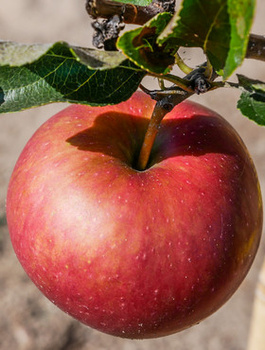 Jabłoń Jeronimo Red Delicious START PACK