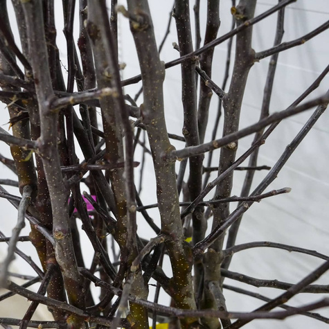 Półkarłowa Jabłoń Kosztela START PACK