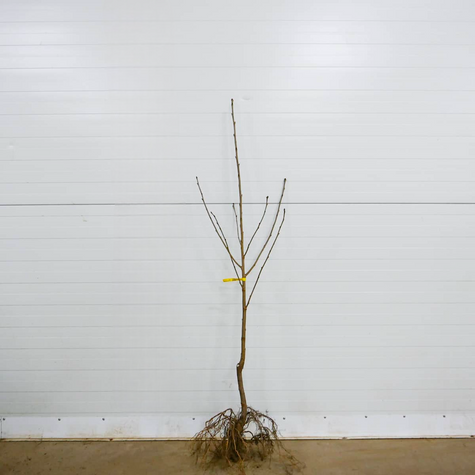 Wiśnia Turgieniewska Turgieniewka słodka