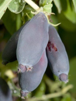 Jagoda kamczacka Leningradskij Velikan