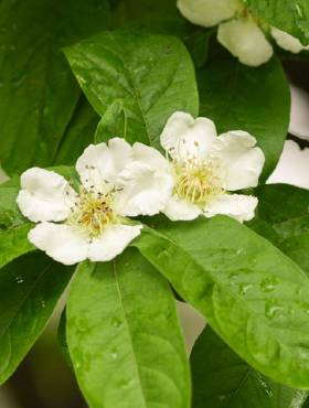 Nieszpułka zwyczajna balot