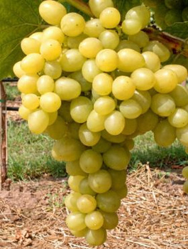 Winorośl winogrono Aloszenkin