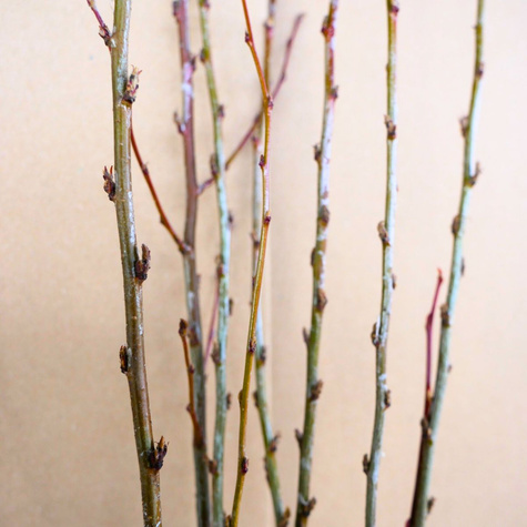 Irga błyszcząca Miododajna na żywopłot Plant Pack