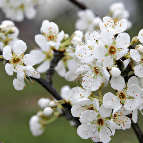 Śliwa Andres START PACK