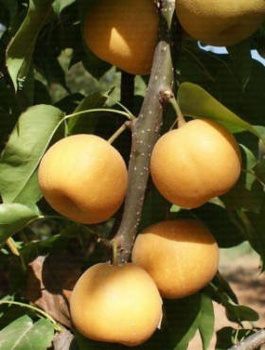 Grusza azjatycka Kosui START PACK