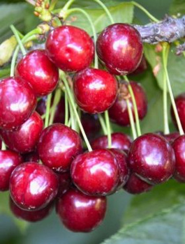 Czereśnia Early Korvik odporna na choroby START PACK