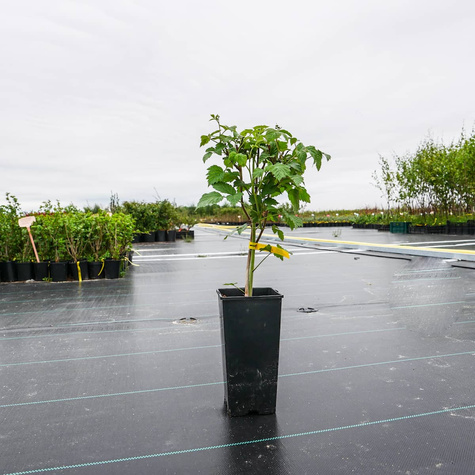 Malina fioletowa Glen Dee (C2)