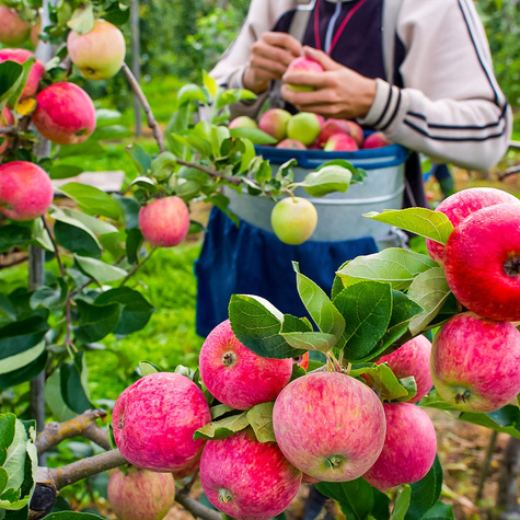 Jabłoń Typu Pirross