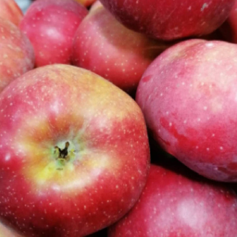 Jabłoń Alwa w doniczce (C2)