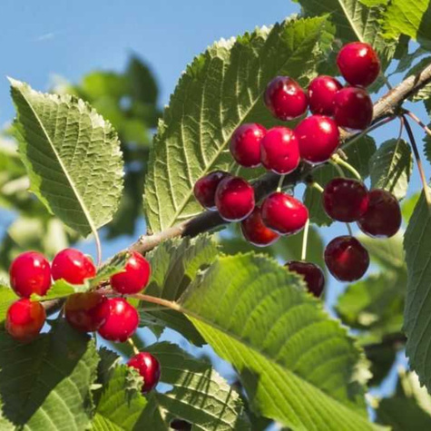 Wiśnia kosmata Czerwony Ninja (C2)