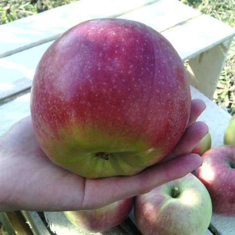 Jabłoń Dark Ligol w doniczce