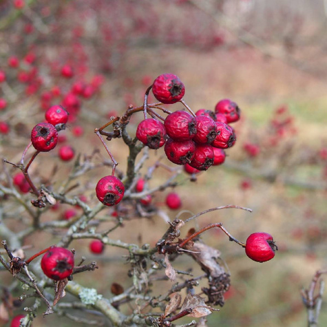 Głóg jednoszyjkowy Plant Pack