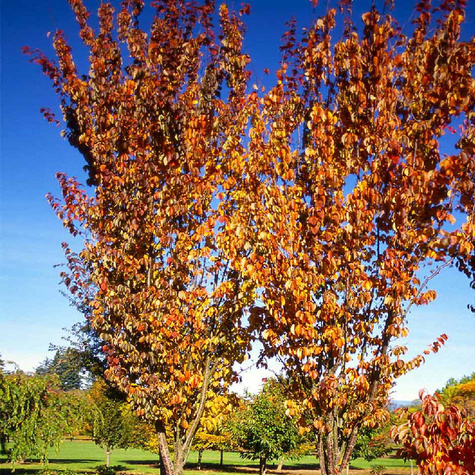 Czereśnia kolumnowa Stark Gold START PACK