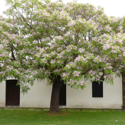 Drzewko Różańcowe Paciorkowe (C2)