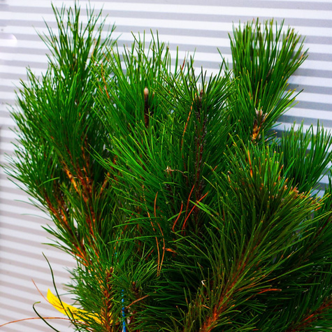 Sosna czarna Plant Pack