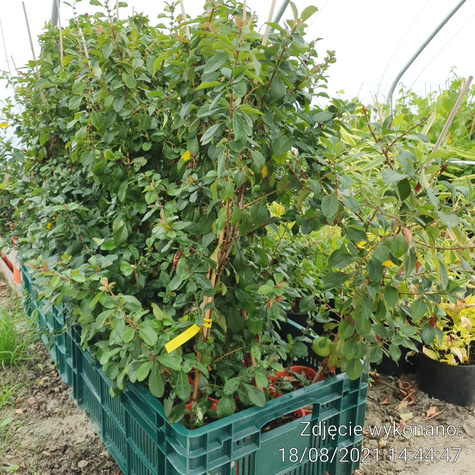 Pigwowiec pośredni Fire Dance