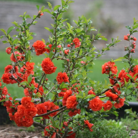 Pigwowiec okazały Orange Storm Pa 60