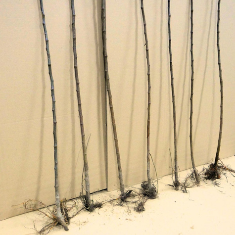 Podkładka jabłoni M26 półkarłowa