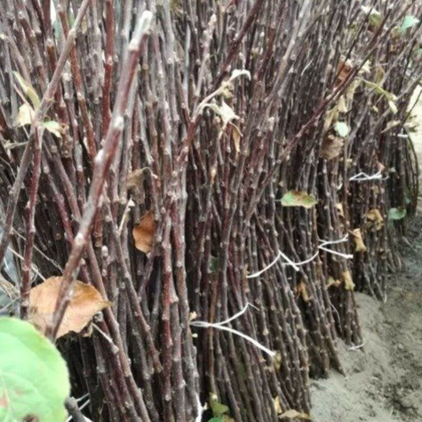 Podkładka Jabłoni P14 Półkarłowa Plant Pack