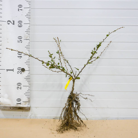 Agrest czerwony Revena w balocie