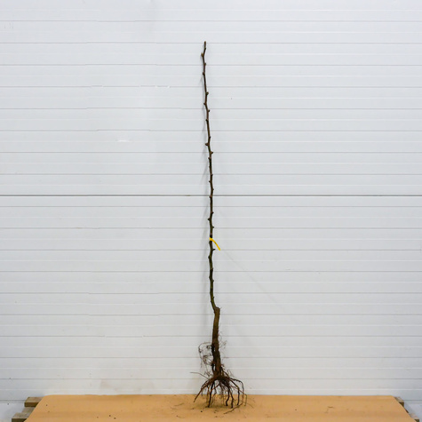 Grusza Patten START PACK