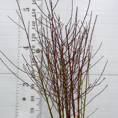 Brzoskwinia Harco START PACK