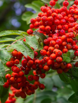 Jarzębina Plant Pack