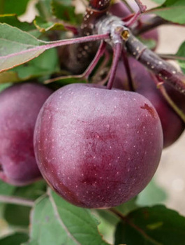 Jabłoń kolumnowa Galina MINI START PACK