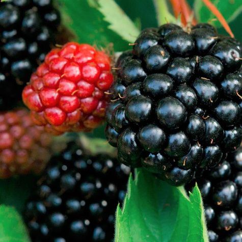 Jeżyna bezkolcowa START PACK