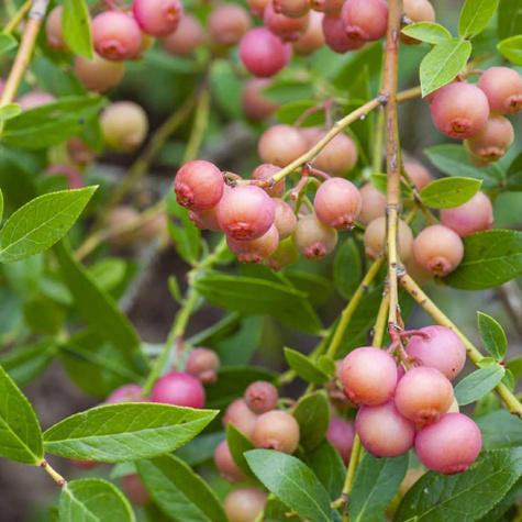 Borówka amerykańska Pink Lemonade karłowa na balkon