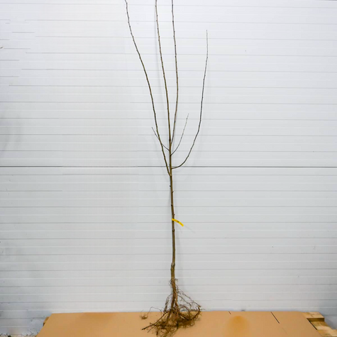 Śliwa kolumnowa Imperial Mrozoodporna START PACK