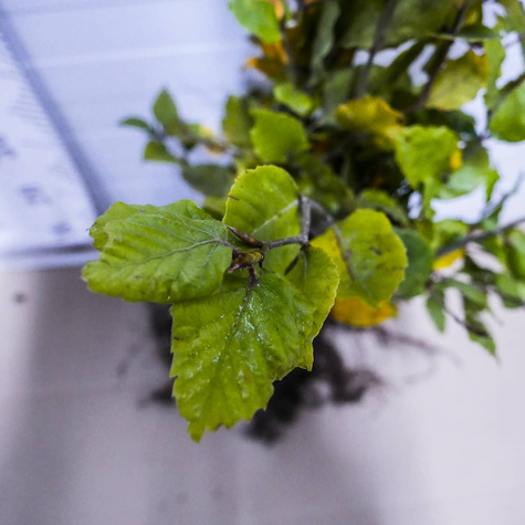 Buk Zwyczajny Pospolity PREMIUM SADZONKI Plant Pack