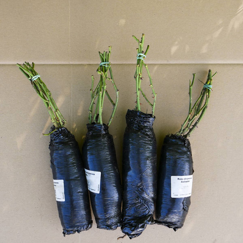 Róża okrywowa Alabaster biała balot