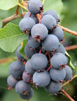 Świdośliwa olcholistna Obelisk