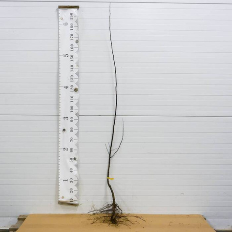 Zestaw Sad Na Przetwory Idealny Na Domowe Dżemy Soki Nalewki Plant Pack