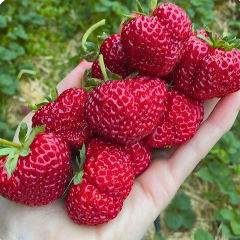 Truskawka wczesna Malinowa FRIGO