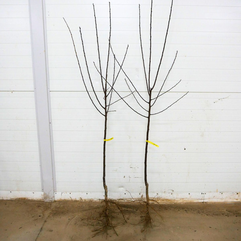 Śliwa Cacanska Najbolja START PACK