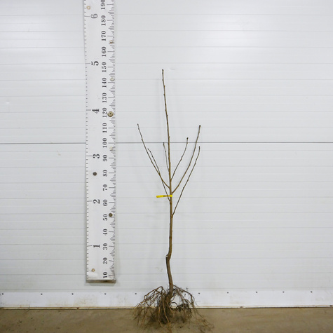 Czereśniowiśnia Hortensja Bardzo Duży Owoc czereśnia wiśnia START PACK