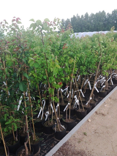 Grusza Król Sobieski w doniczce