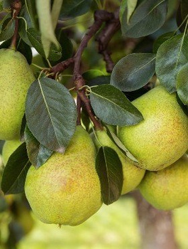 Grusza Bonkreta Williamsa w doniczce