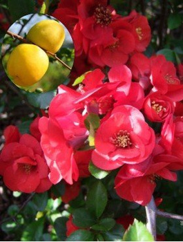 Pigwowiec pośredni Fire Dance