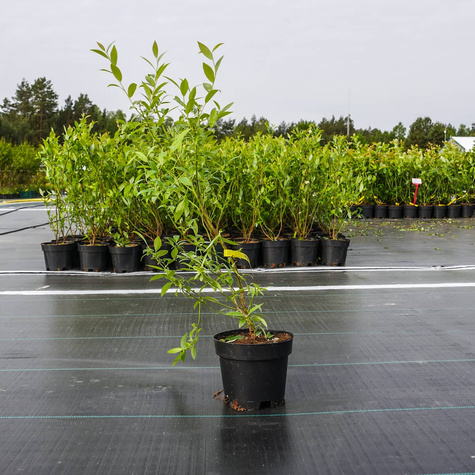 Borówka amerykańska Pink Lemonade karłowa na balkon