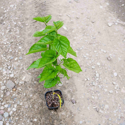 Morwa czerwona w doniczce