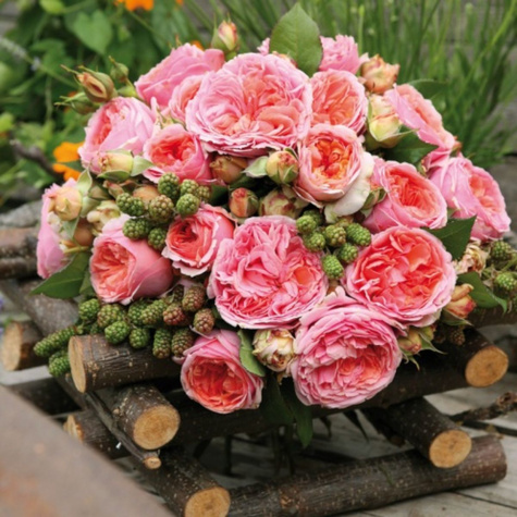 Róża rabatowa Chippendale pomarańczowa balot