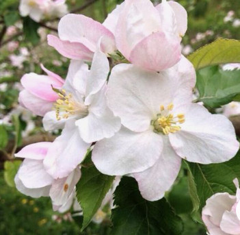 Jabłoń Enterprise Parchoodporna